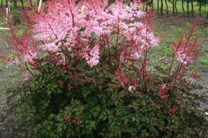 Astilbe 'Delft Lace' New 2023